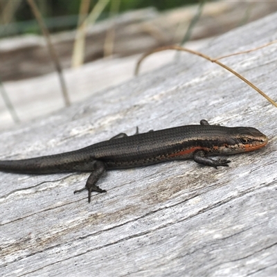 Pseudemoia entrecasteauxii (Woodland Tussock-skink) at Cotter River, ACT - 12 Feb 2025 by RAllen