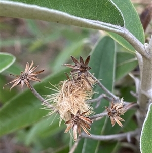 Olearia megalophylla at Cotter River, ACT - 12 Feb 2025 03:02 PM