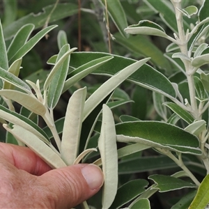 Olearia megalophylla at Cotter River, ACT - 12 Feb 2025 03:02 PM