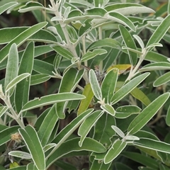 Olearia megalophylla at Cotter River, ACT - 12 Feb 2025 03:02 PM