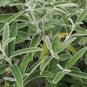 Olearia megalophylla at Cotter River, ACT - 12 Feb 2025 03:02 PM