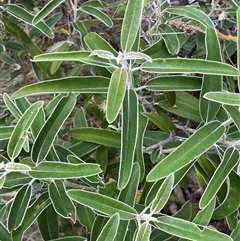 Olearia megalophylla at Cotter River, ACT - 12 Feb 2025 03:02 PM