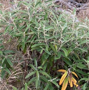 Olearia megalophylla at Cotter River, ACT - 12 Feb 2025 03:02 PM