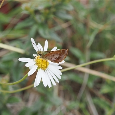 Dispar compacta (Barred Skipper) at Cotter River, ACT - 12 Feb 2025 by RAllen