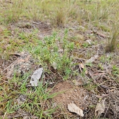 Melichrus urceolatus (Urn Heath) at Whitlam, ACT - 13 Feb 2025 by sangio7