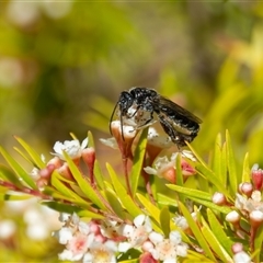 Thynninae (subfamily) (Smooth flower wasp) at Bargo, NSW - 25 Dec 2024 by Snows