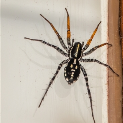 Nyssus coloripes (Spotted Ground Swift Spider) at Bargo, NSW - 27 Dec 2024 by Snows