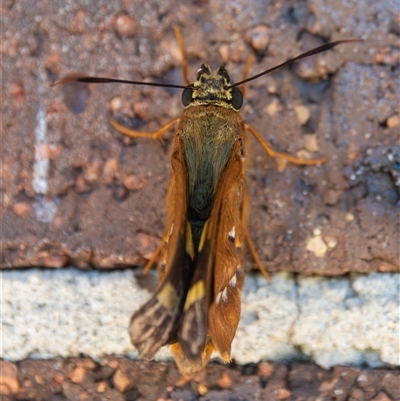 Trapezites symmomus at Bargo, NSW - 26 Dec 2024 by Snows