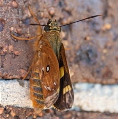 Trapezites symmomus at Bargo, NSW - 26 Dec 2024 10:15 AM