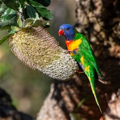 Trichoglossus moluccanus (Rainbow Lorikeet) at Bargo, NSW - 25 Dec 2024 by Snows