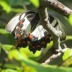 Papilio aegeus (Orchard Swallowtail, Large Citrus Butterfly) at Flynn, ACT - 6 Feb 2025 by Christine