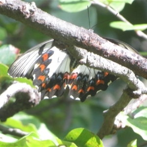 Papilio aegeus at Flynn, ACT - 6 Feb 2025 09:52 AM