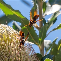 Abispa splendida (Large Potter Wasp) at Bargo, NSW - 25 Dec 2024 by Snows