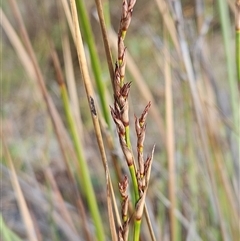 Lepidosperma laterale (Variable Sword Sedge) at Whitlam, ACT - 13 Feb 2025 by sangio7