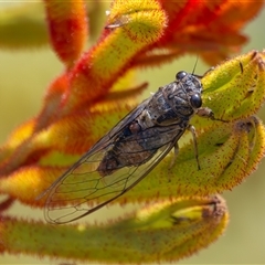 Yoyetta celis (Silver Princess Cicada) at Bargo, NSW - 25 Dec 2024 by Snows