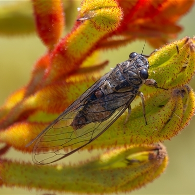 Yoyetta celis (Silver Princess Cicada) at Bargo, NSW - 25 Dec 2024 by Snows