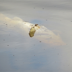 Unidentified Carp at Dunlop, ACT - 13 Feb 2025 by Christine