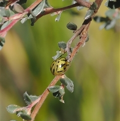 Paropsisterna obliterata (Obliterate Melaleuca Leaf Beetle) at Booth, ACT - 28 Jan 2025 by RAllen