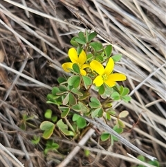 Oxalis sp. (Wood Sorrel) at Whitlam, ACT - 13 Feb 2025 by sangio7