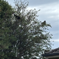 Zanda funerea (Yellow-tailed Black-Cockatoo) at Moss Vale, NSW - 14 Feb 2025 by mbell