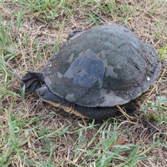 Chelodina longicollis (Eastern Long-necked Turtle) at Fyshwick, ACT - 10 Feb 2025 by Christine