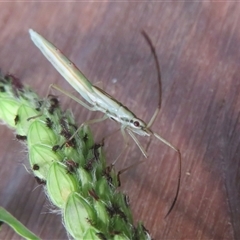 Mutusca brevicornis (A broad-headed bug) at Flynn, ACT - 13 Feb 2025 by Christine