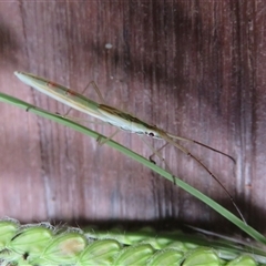 Mutusca brevicornis at Flynn, ACT - 13 Feb 2025 09:50 AM