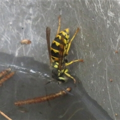 Vespula germanica (European wasp) at Flynn, ACT - 13 Feb 2025 by Christine