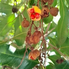 Cupaniopsis anacardioides (Tuckeroo, Cupan Tree) at Coogee, NSW - 27 Dec 2024 by Amy.R