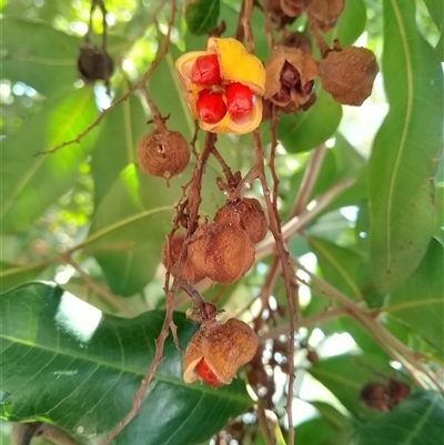 Cupaniopsis anacardioides (Tuckeroo, Cupan Tree) at Coogee, NSW - 27 Dec 2024 by Amy.R