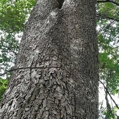 Unverified at suppressed - suppressed