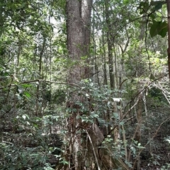 Unverified at suppressed - suppressed