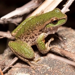 Litoria spenceri (Spotted Tree Frog) at Jamieson, VIC - 18 Dec 2021 by MichaelBedingfield