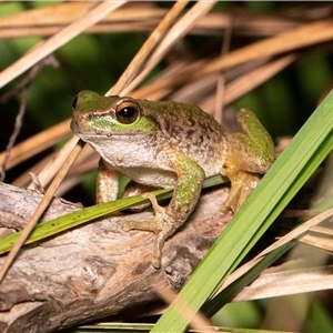 Litoria spenceri at Jamieson, VIC - 18 Dec 2021 12:22 AM