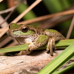 Litoria spenceri at Jamieson, VIC - 18 Dec 2021 12:22 AM