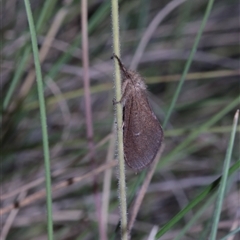 Fraus fusca at Tinderry, NSW - 14 Feb 2025 by Csteele4