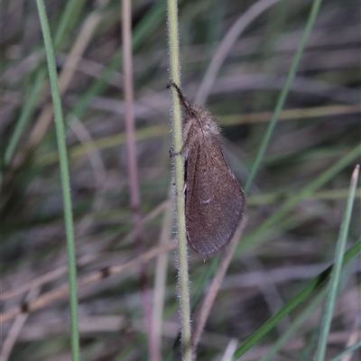 Fraus fusca (Mountain Fraus) at Tinderry, NSW - 14 Feb 2025 by Csteele4