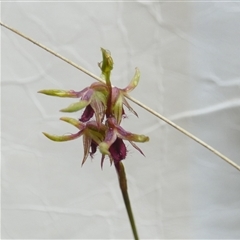 Corunastylis oligantha (Mongarlowe Midge Orchid) at Borough, NSW - 12 Feb 2025 by Paul4K