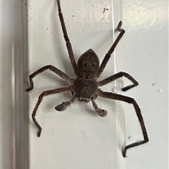 Isopeda or Isopedella sp. (genus) (Huntsman) at Fyshwick, ACT - 13 Feb 2025 by stellabellaxx