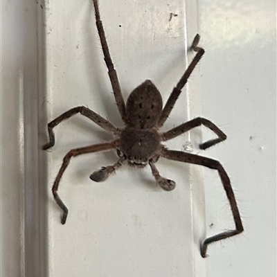 Isopeda or Isopedella sp. (genus) (Huntsman) at Fyshwick, ACT - 13 Feb 2025 by stellabellaxx