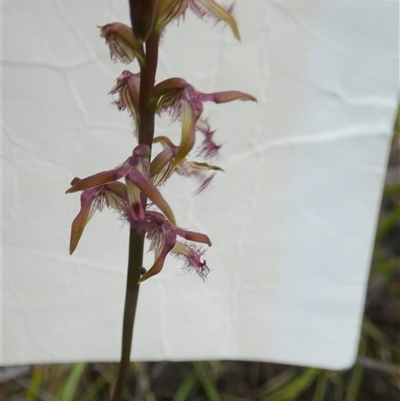 Corunastylis fimbriata (Fringed Midge Orchid) at Borough, NSW - 13 Feb 2025 by Paul4K