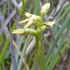 Corunastylis sp. (A Midge Orchid) at Borough, NSW - 13 Feb 2025 by Paul4K