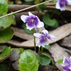 Viola hederacea (Ivy-leaved Violet) at Badja, NSW - 27 Nov 2024 by RobG1