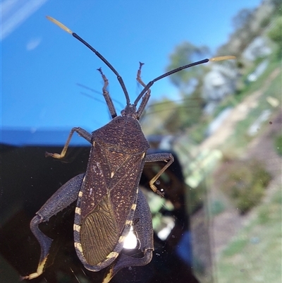 Amorbus (genus) (Eucalyptus Tip bug) at Wirlinga, NSW - 11 Feb 2025 by RobCook