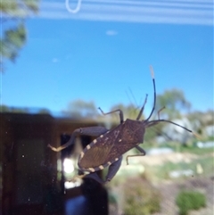 Amorbus (genus) at Wirlinga, NSW - 11 Feb 2025 01:08 PM