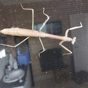 Unidentified Praying mantis (Mantodea) at Wirlinga, NSW - 15 Feb 2025 by RobCook