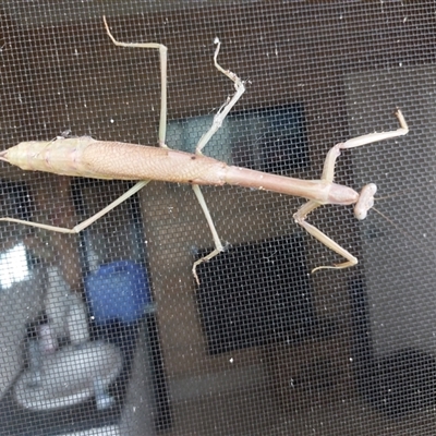 Unidentified Praying mantis (Mantodea) at Wirlinga, NSW - 15 Feb 2025 by RobCook