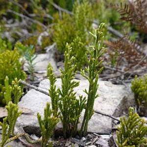 Pseudolycopodium densum at Snowball, NSW - suppressed