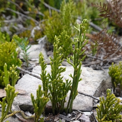 Pseudolycopodium densum (Bushy Club Moss) at Snowball, NSW - 27 Nov 2024 by RobG1