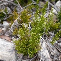 Pseudolycopodium densum at Snowball, NSW - suppressed